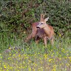 Ein prächtiger Rehbock am frühen Morgen