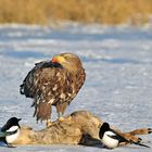 Ein prächtiger Seeadler.....