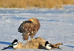 Ein prächtiger Seeadler.....