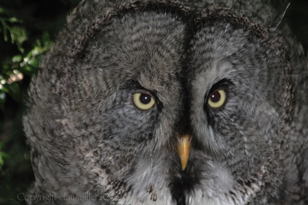 Ein prächtiger Vogel...