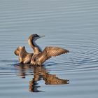 Ein prächtiges Kerlchen, dieser Prachttaucher - (Gavia arctica)