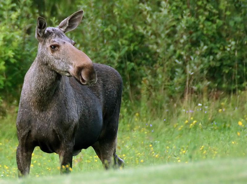 Ein prächtiges Mädchen