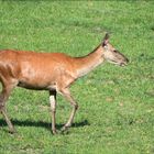 Ein prächtiges Rotwild-Alttier zieht an mir vorbei