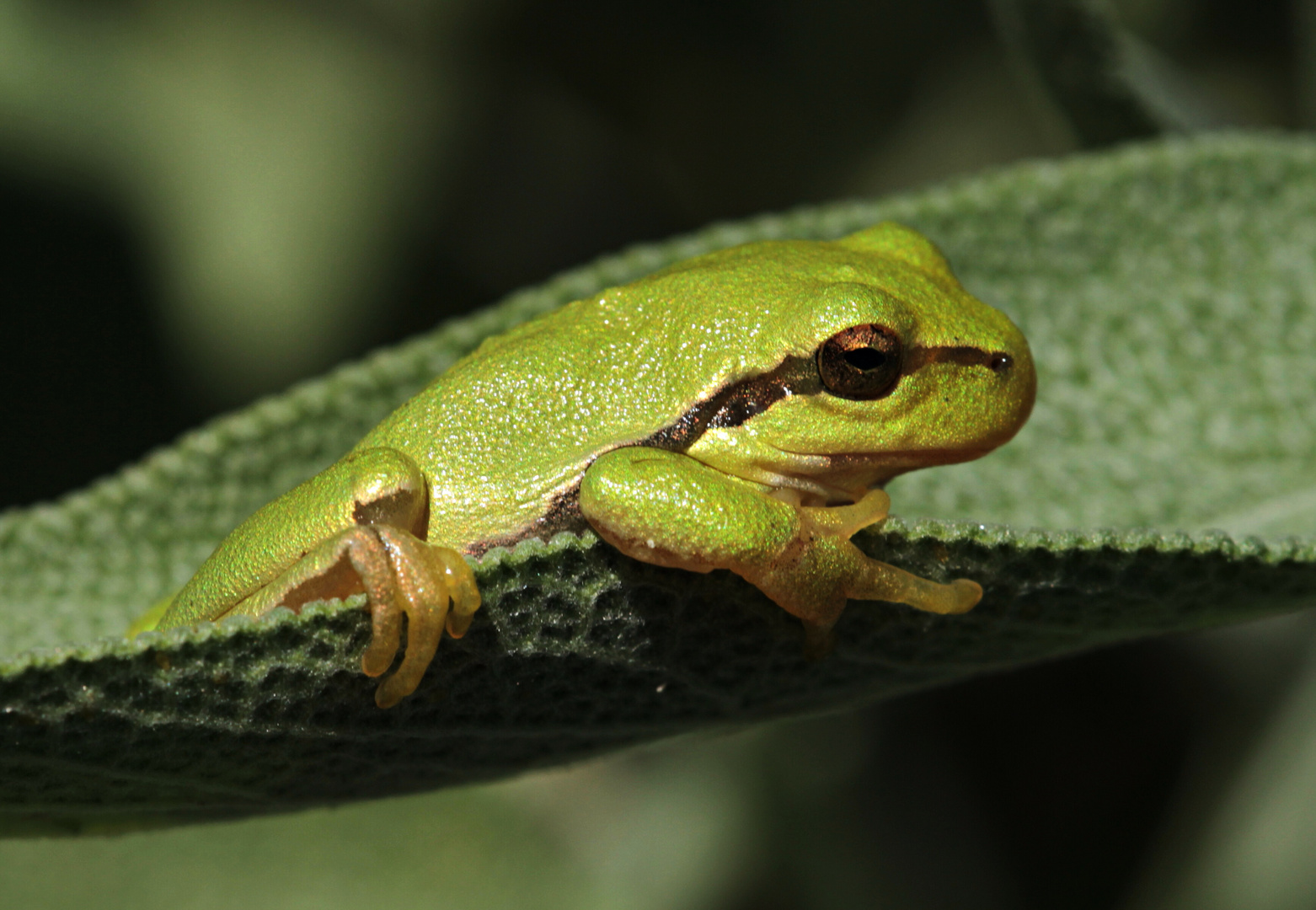 Ein Prinz oder doch nur ein Frosch?