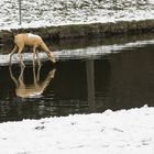 Ein prominenter Wiesbadener