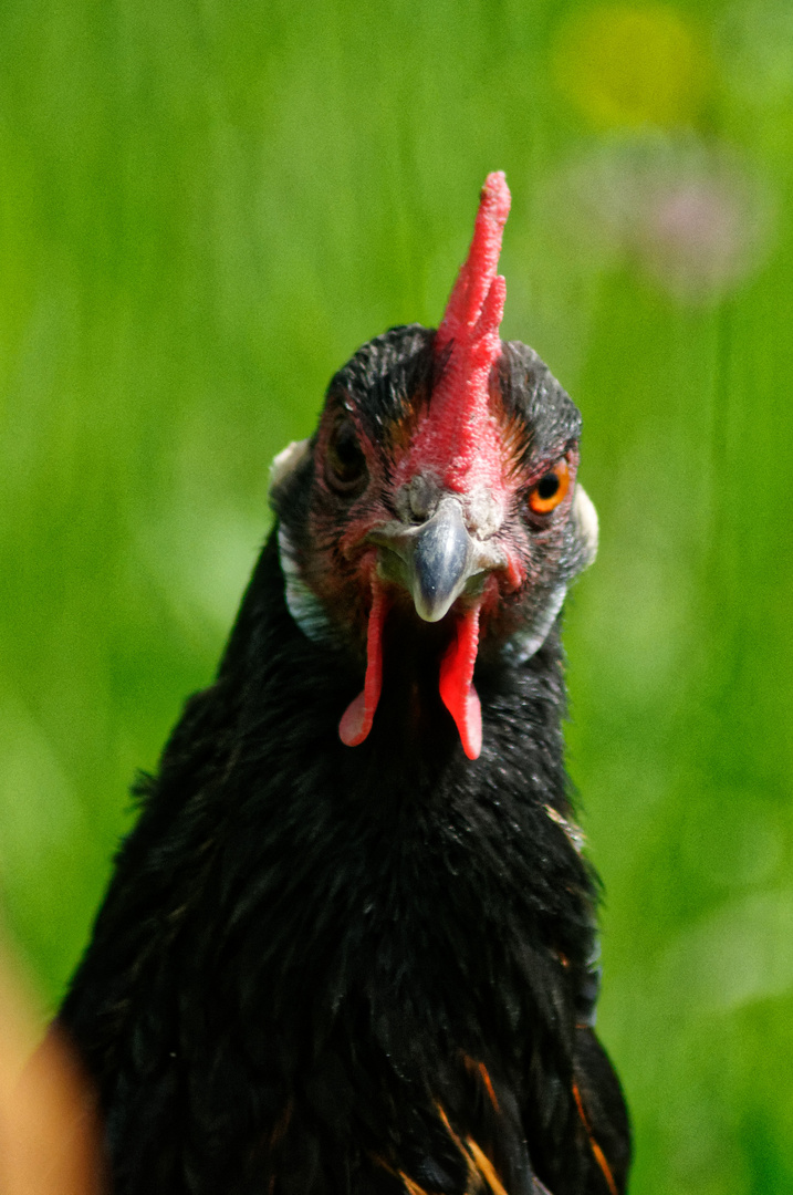 Ein prüfender Blick...