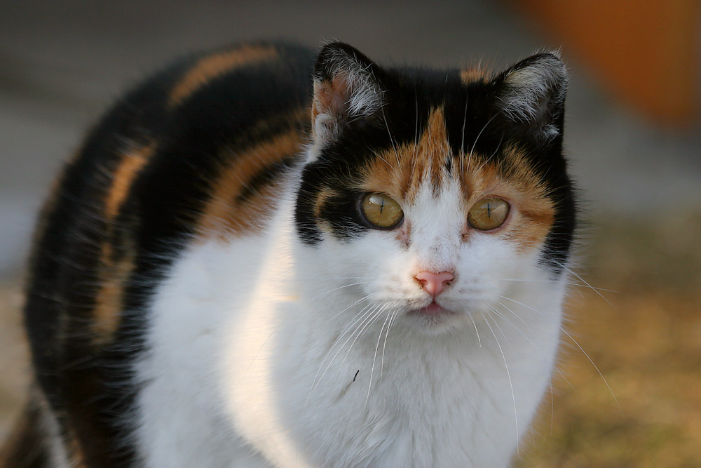 Ein prüfender Blick