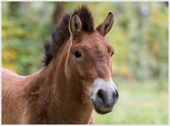 Ein Przewalski-Pferd....