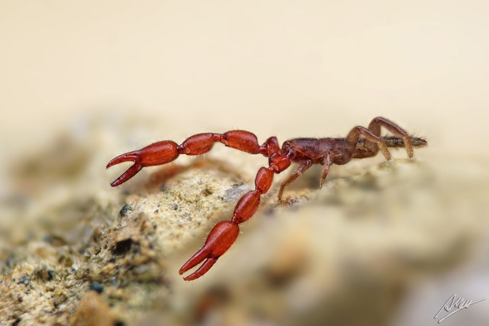 Ein Pseudoskorpion auf Wanderschaft