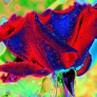 ein psychedelische Rose