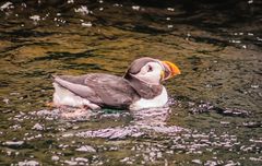 ein Puffin 