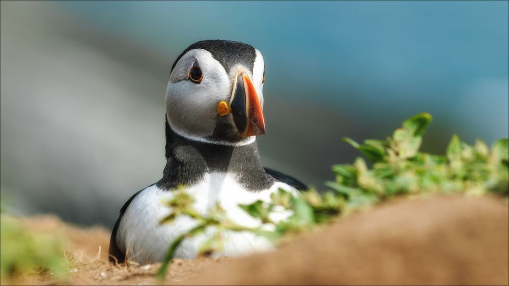 Ein Puffin-Portrait