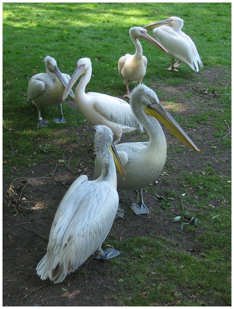 Ein Pulk von Pelikanen