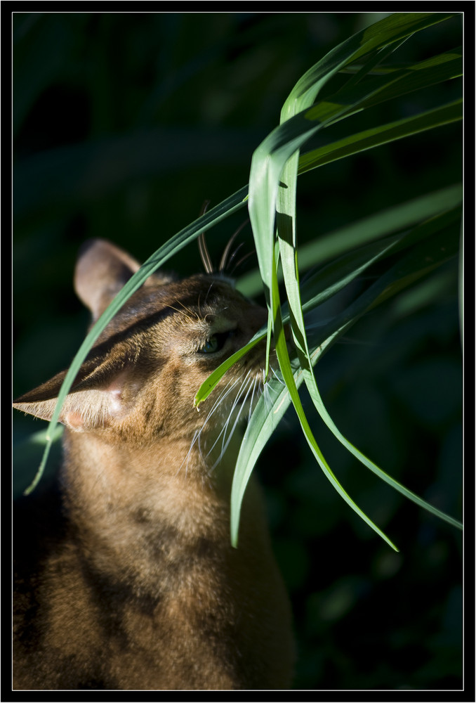 Ein Puma im Gras