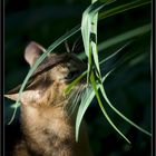 Ein Puma im Gras