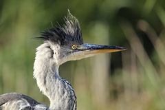 Ein Punk am Fischteich