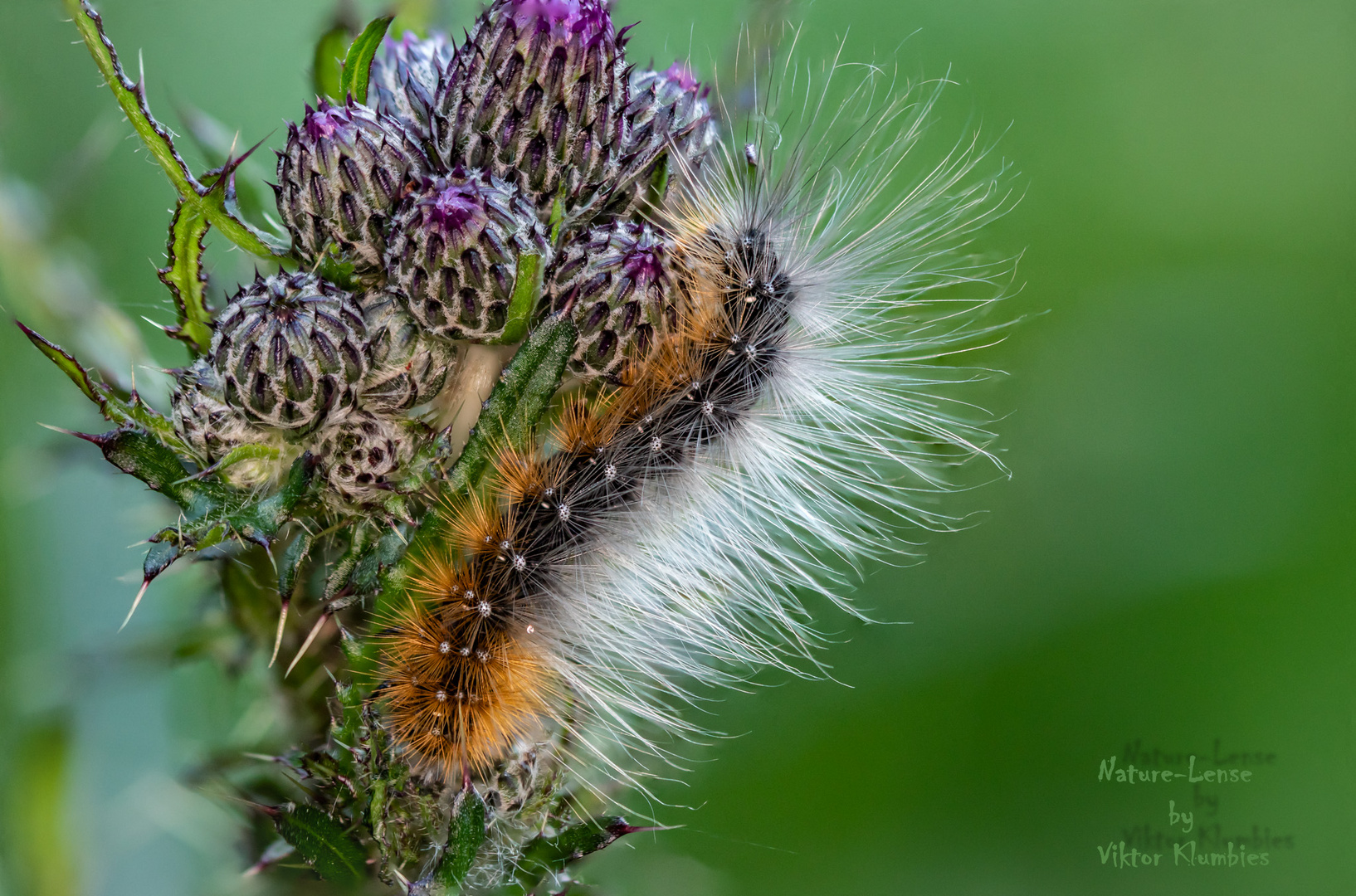 Ein Punk in der Natur