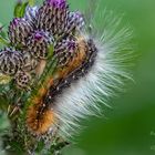 Ein Punk in der Natur