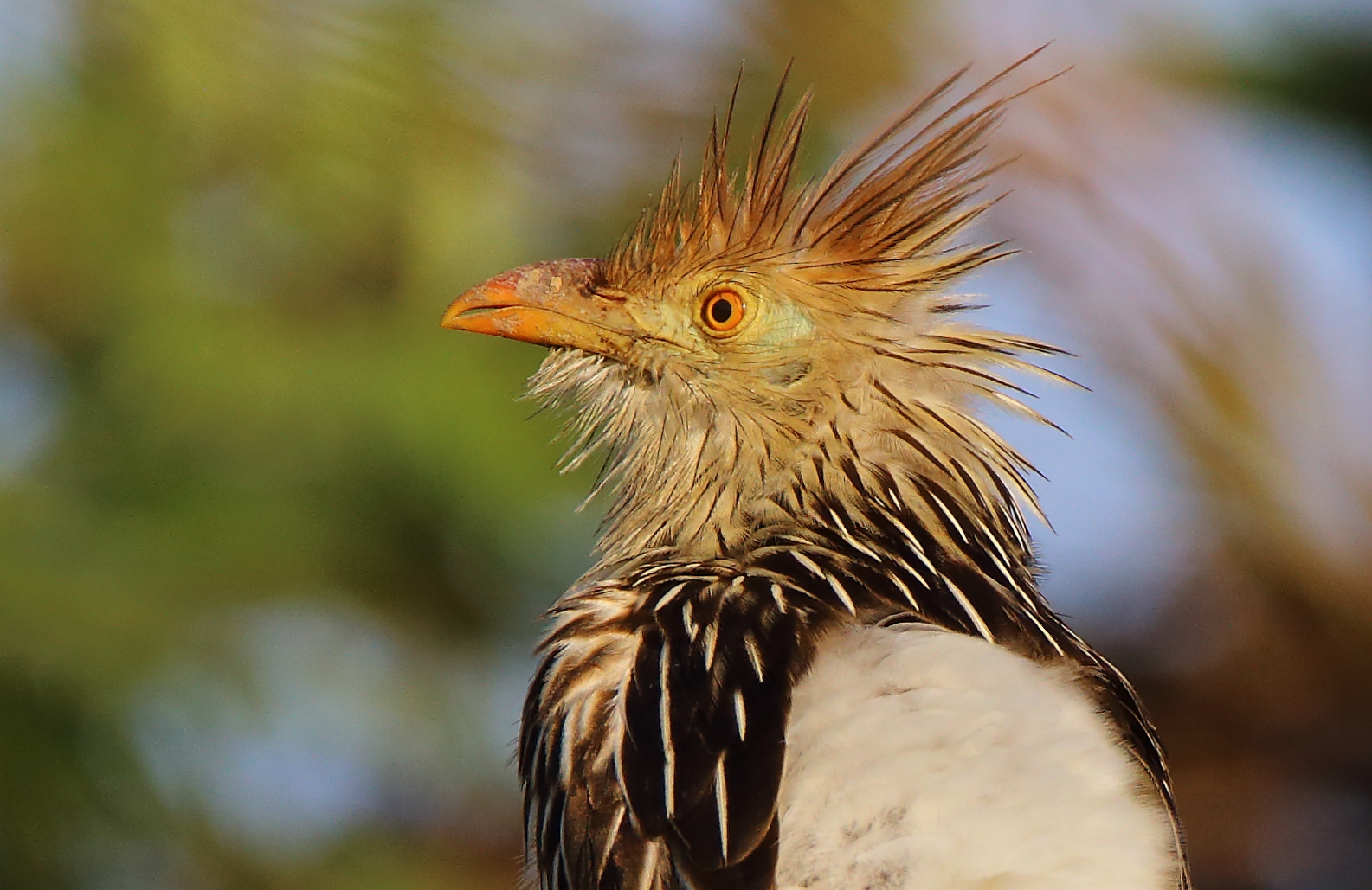 Ein Punky in der Vogelfamilie