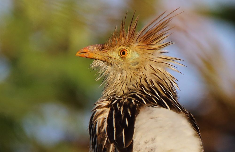 Ein Punky in der Vogelfamilie