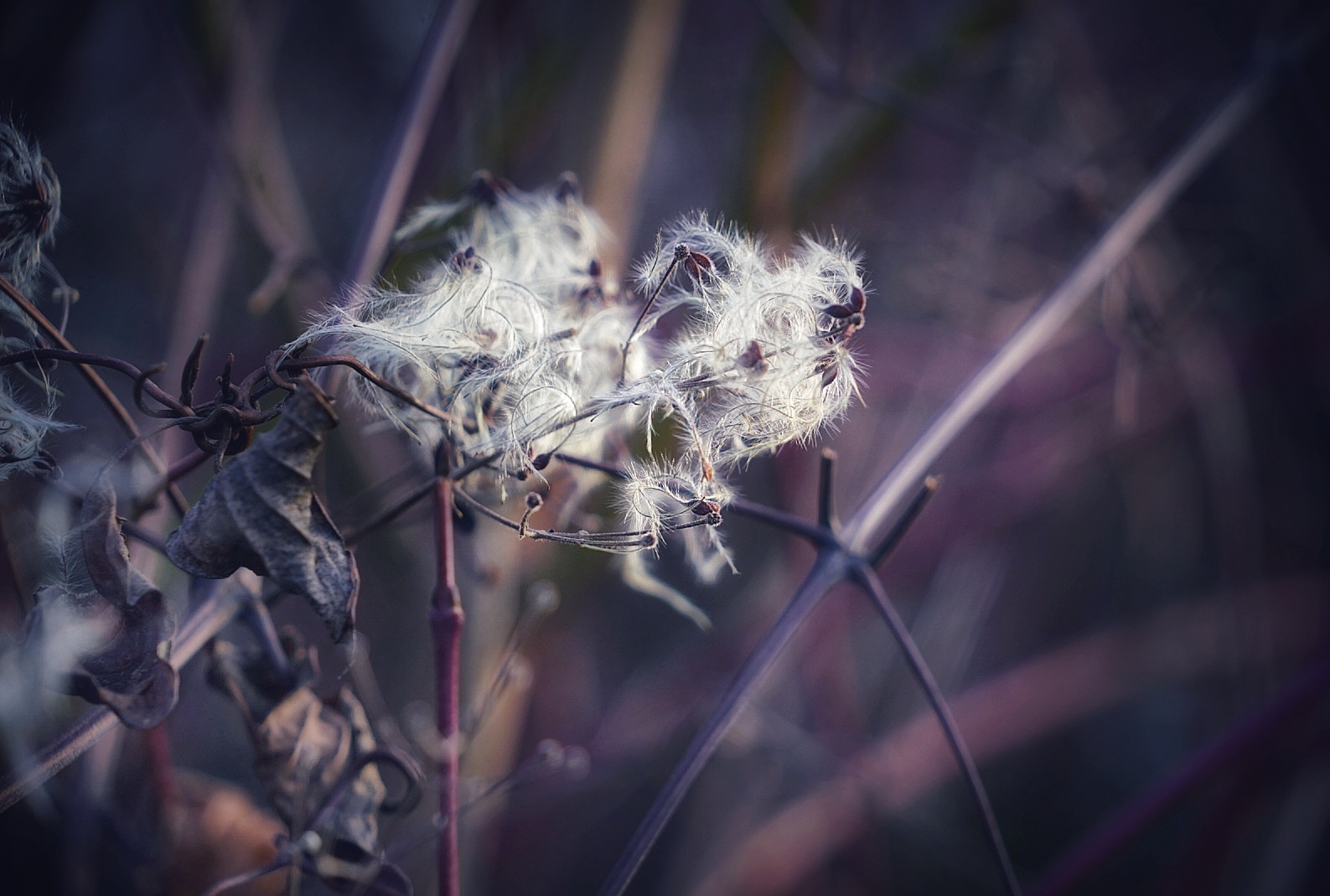 Ein puscheliger Winterstrauch (Anemone) 