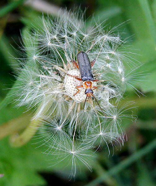 Ein Pustekäfer ;-))