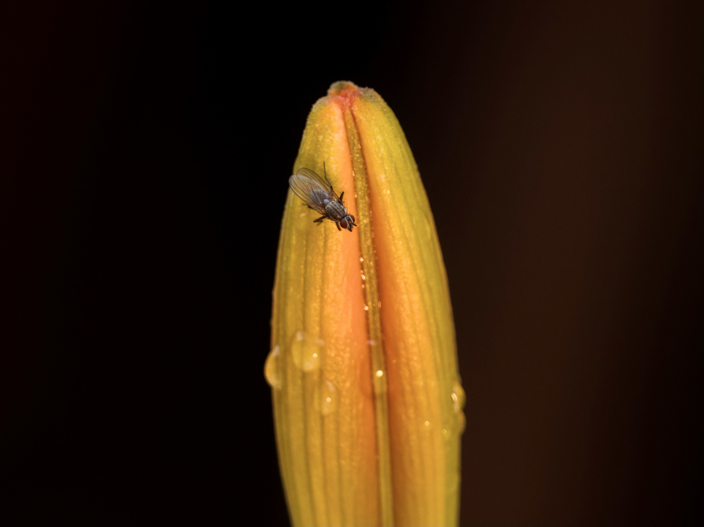 Ein Quälgeist auf einer Lilienblüte