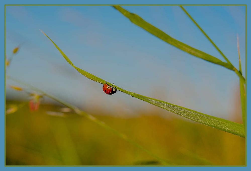 Ein Quäntchen Glück Foto & Bild tiere, wildlife, insekten Bilder auf