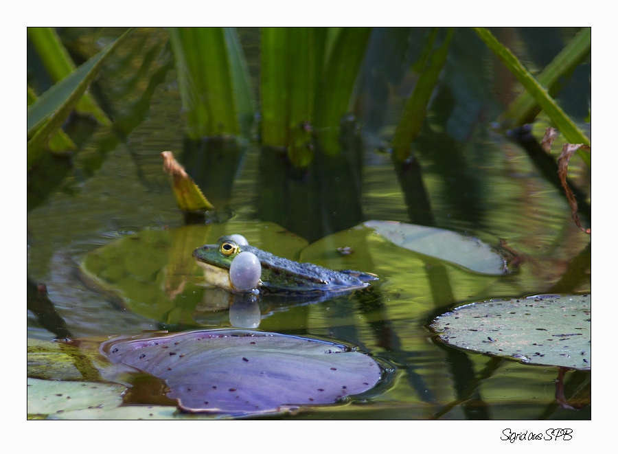 Ein quakender Frosch :-))