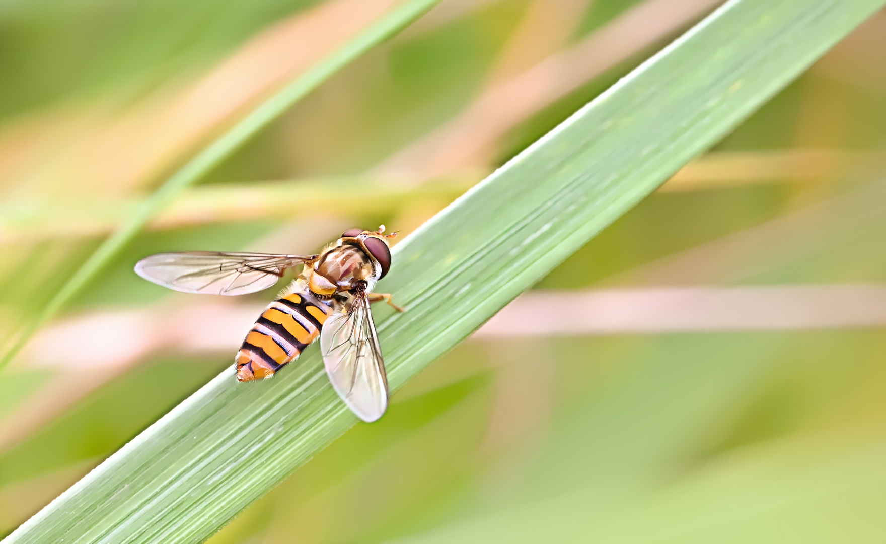 ein quer lande und flug flieger pilot ...