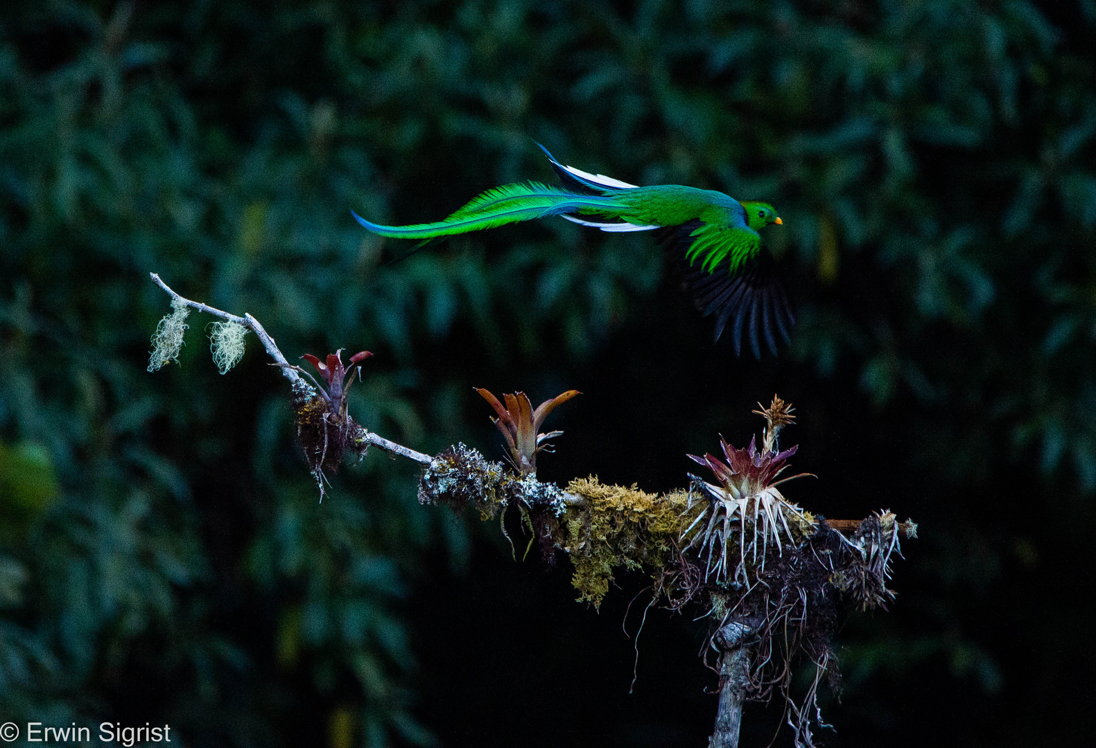 Ein Quetzal - im Flug (Costa Rica)