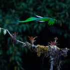 Ein Quetzal - im Flug (Costa Rica)