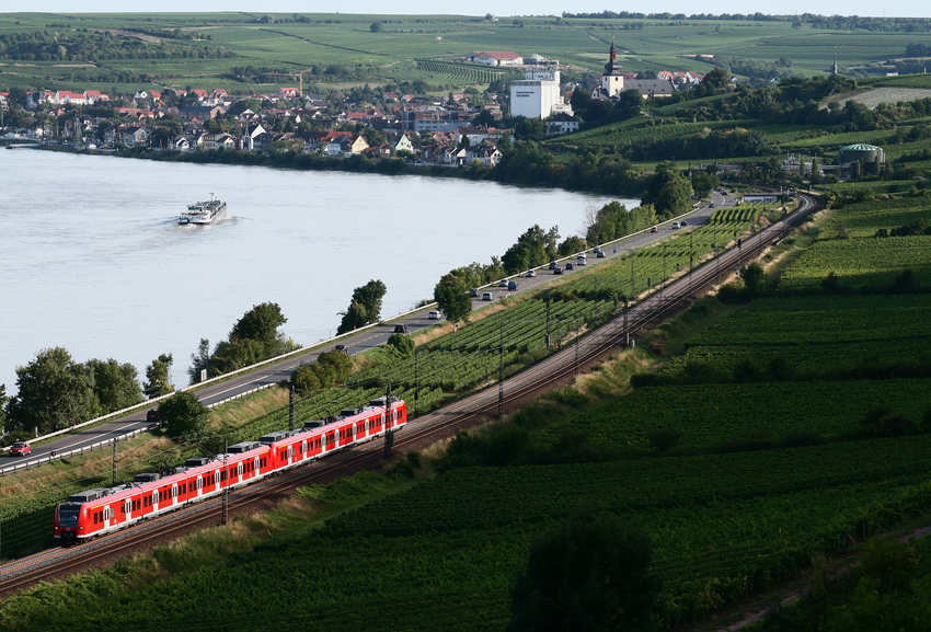 Ein Quietschie am Rhein