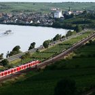 Ein Quietschie am Rhein