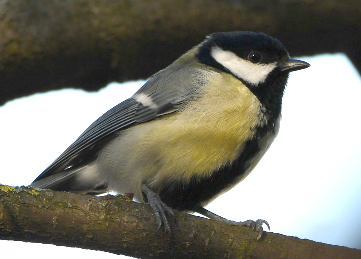 "EIN QUIRLIGER GARTENVOGEL"