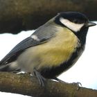 "EIN QUIRLIGER GARTENVOGEL"