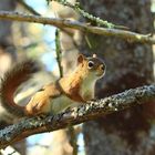 Ein quirliger Squirrell