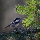 Ein quirliger Vogel im Garten.