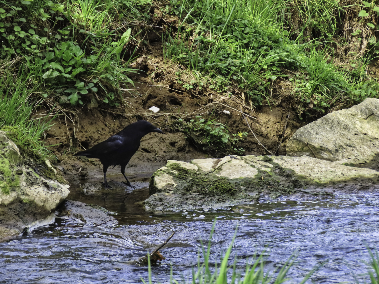 Ein Rabe am Wasser...