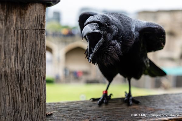 Ein Rabe des Towers