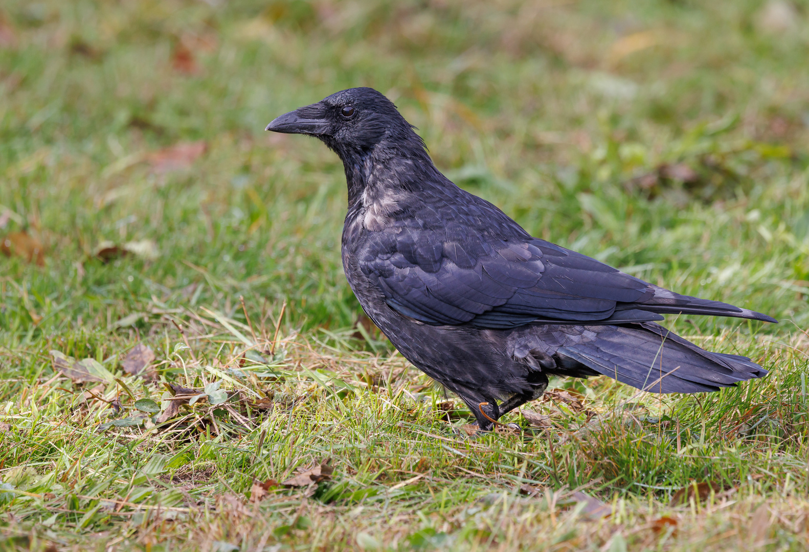 Ein rabenschwarzer Tag für den Rabenvogel