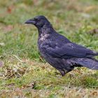 Ein rabenschwarzer Tag für den Rabenvogel