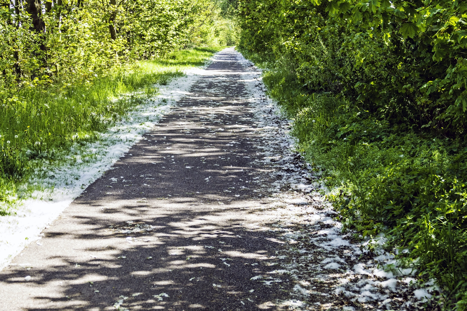 ein Radweg aber kein Schnee am Rand