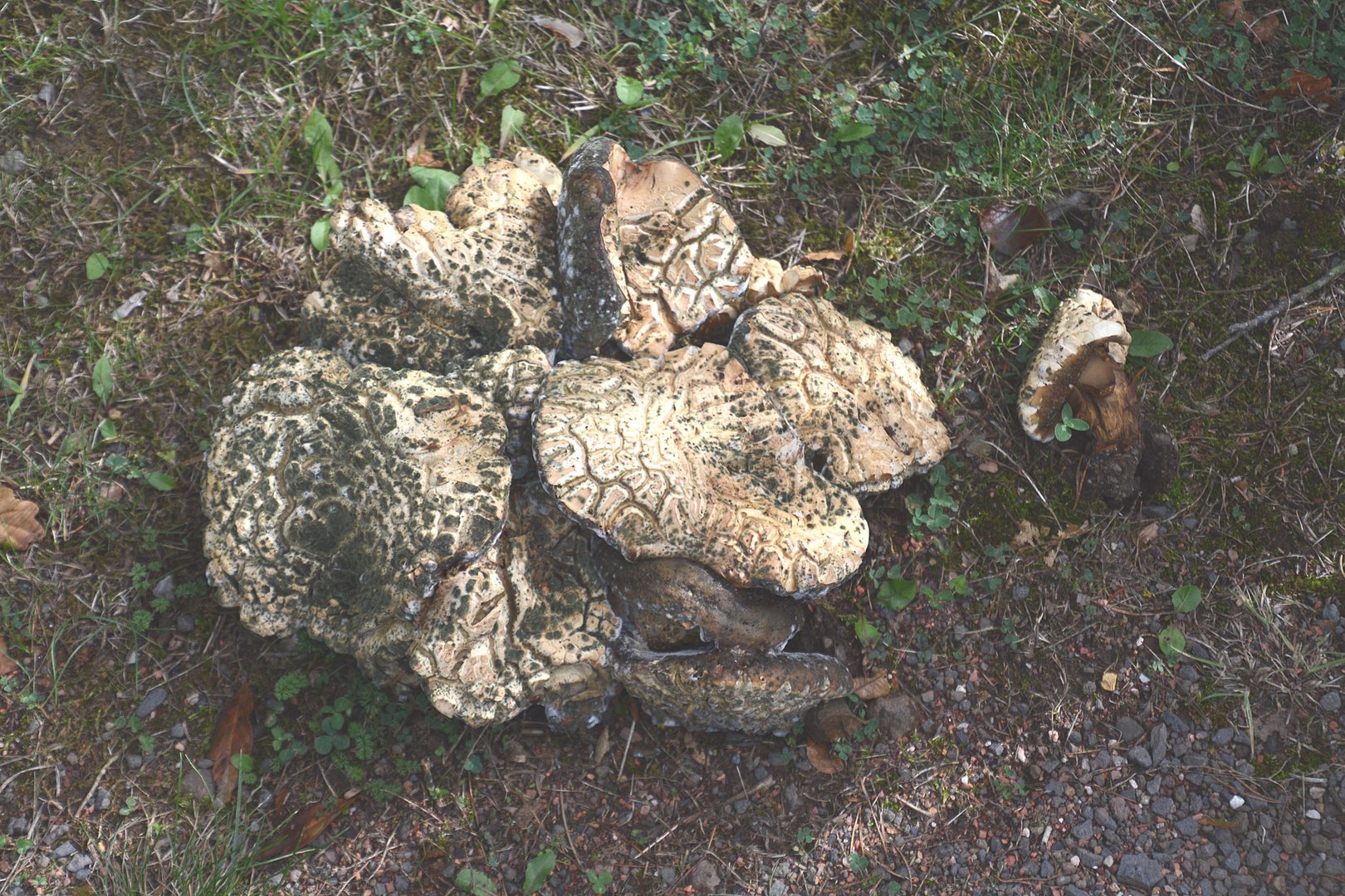 Ein rätselhafter zerfurchter Pilz, den ich nicht bestimmen konnte.