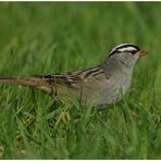 Ein Rätselvogel?