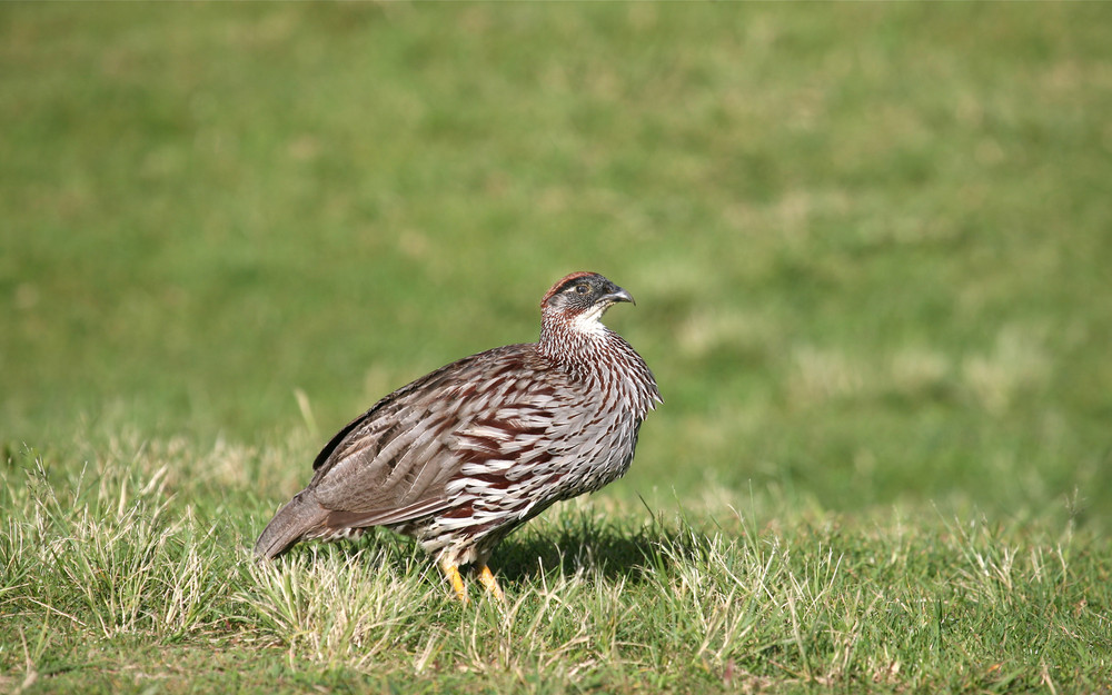 ein Rätselvogel?