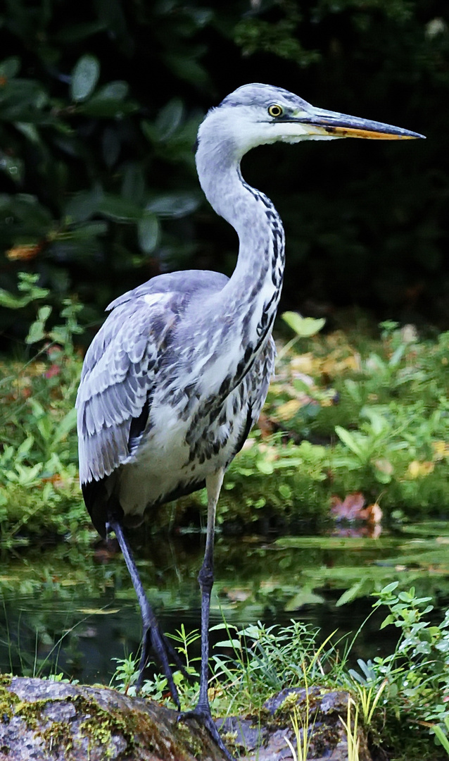 Ein Räuber am Teich !