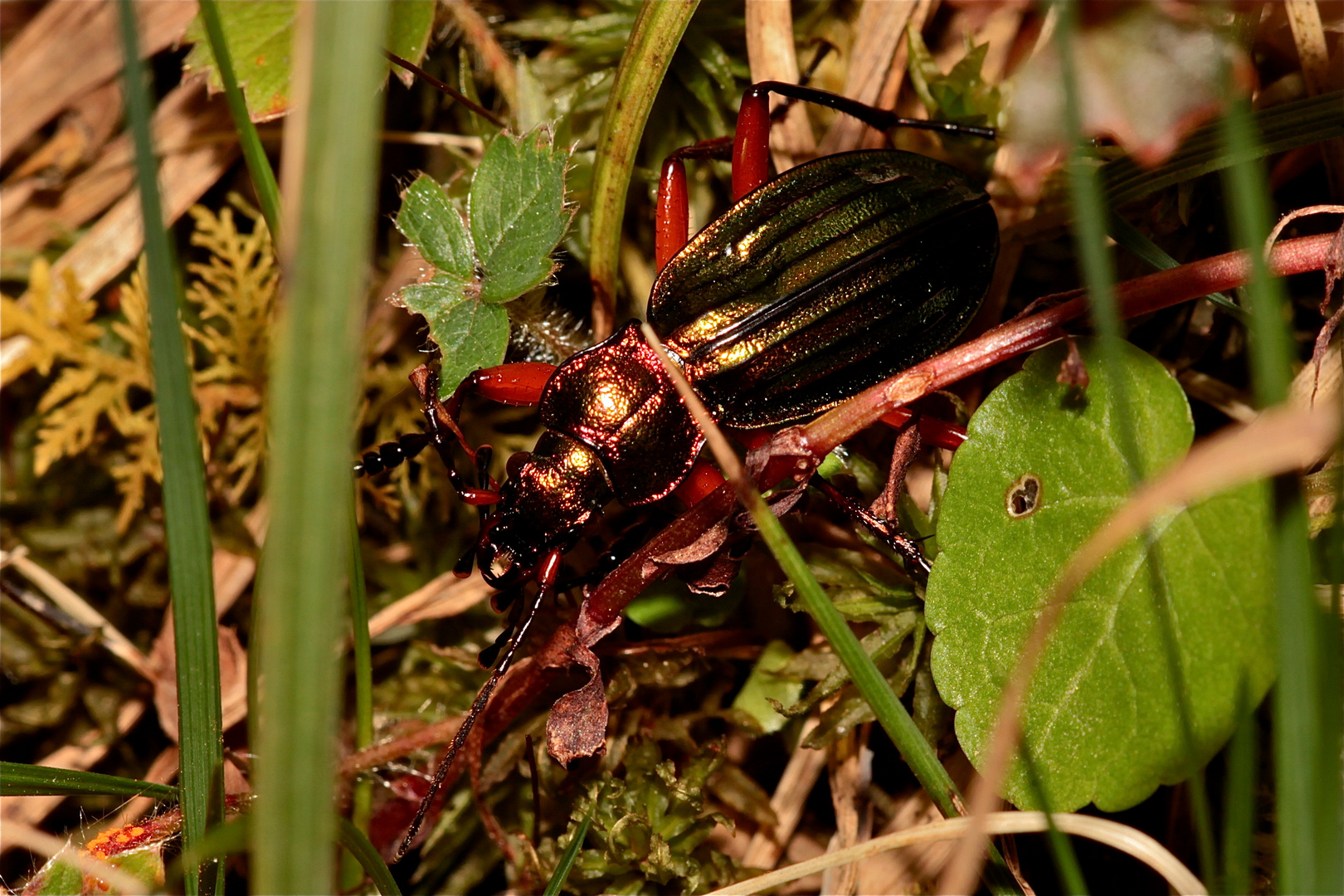 Ein Räuber im Dickicht: Der Goldglänzende Laufkäfer (Carabus auronitens) hat . . .