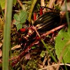 Ein Räuber im Dickicht: Der Goldglänzende Laufkäfer (Carabus auronitens) hat . . .