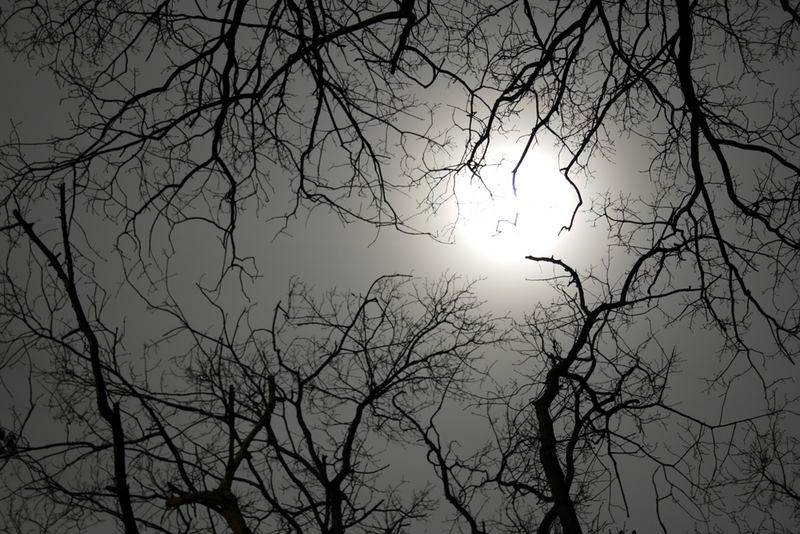 ein rahmen aus baum